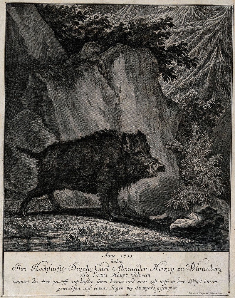 A wild boar standing in a forest clearing in front of a rock Wellcome V0021131.jpg