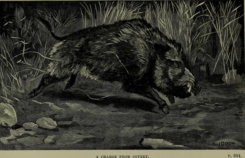 Wild beasts and their ways - reminiscences of Europe, Asia, Africa and America (1890) (14594123599).jpg