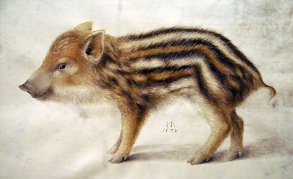 Hoffmann, Hans - A Wild Boar Piglet - 1578.jpg