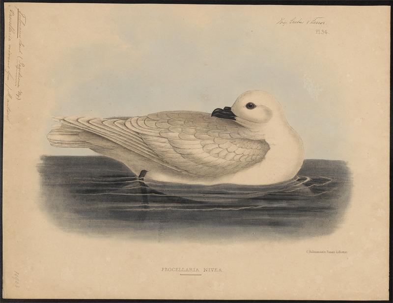 Fulmarus niveus - 1845-1848 - Print - Iconographia Zoologica - Special Collections University of Amsterdam - UBA01 IZ17900104.jpg