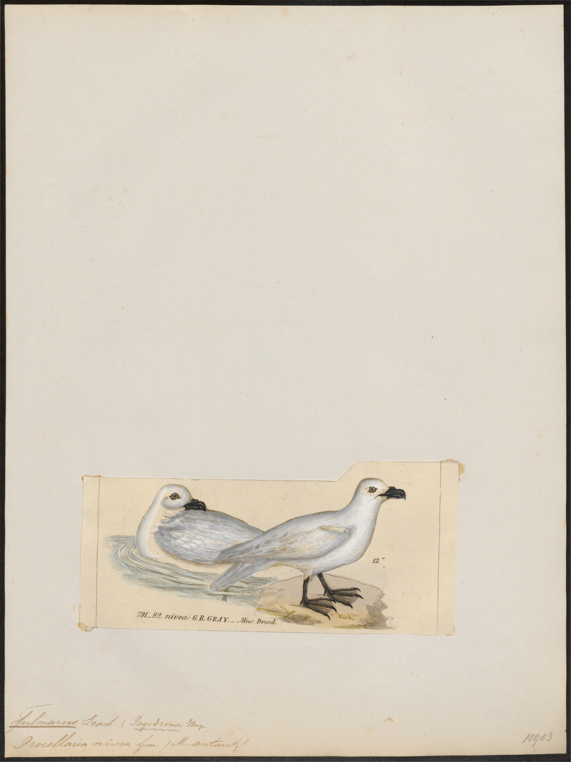 Fulmarus niveus - 1820-1860 - Print - Iconographia Zoologica - Special Collections University of Amsterdam - UBA01 IZ17900106.jpg