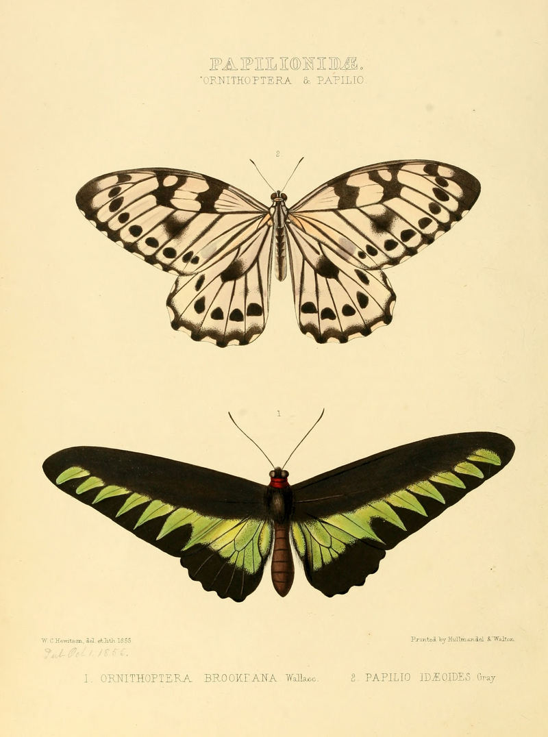 Illustrations of new species of exotic butterflies Ornithoptera & Papilio.jpg