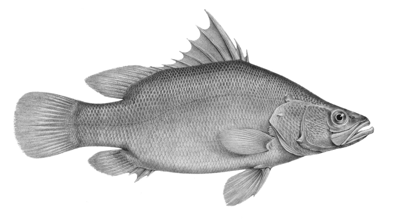 Nile perch.png