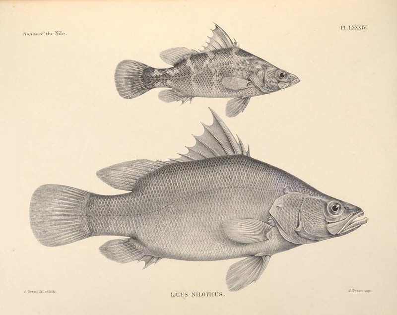 The fishes of the Nile (Pl. LXXXIV) (6815511062).jpg