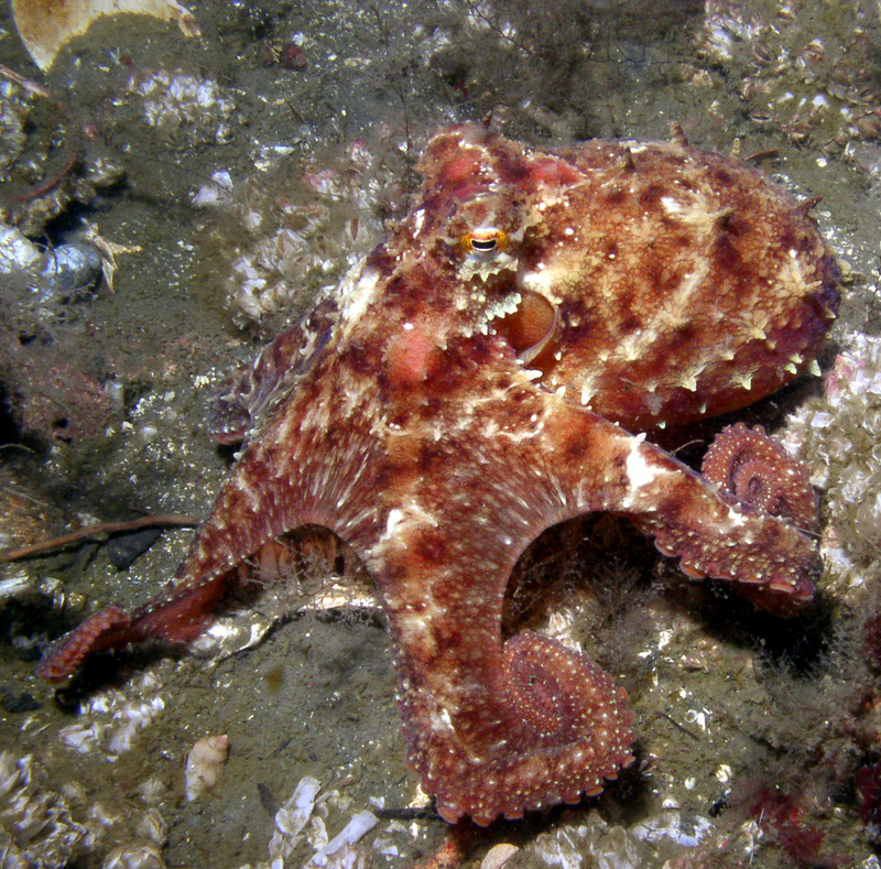 O-rubescens - East Pacific red octopus, ruby octopus (Octopus rubescens).jpg