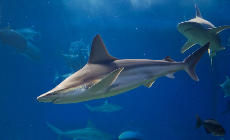 Carcharhinus plumbeus maui ocean center - sandbar shark (Carcharhinus plumbeus).jpg