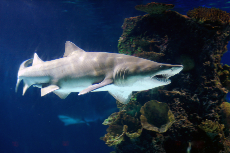 Carcharias taurus newport - sand tiger shark, grey nurse shark (Carcharias taurus).jpg
