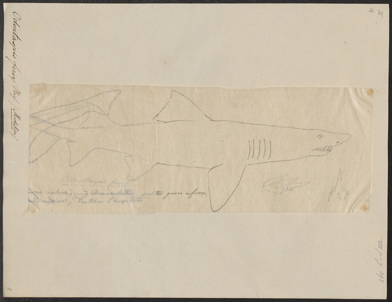 Odontaspis ferox - 1700-1880 - Print - Iconographia Zoologica - Special Collections University of Amsterdam - UBA01 IZ14100083.jpg
