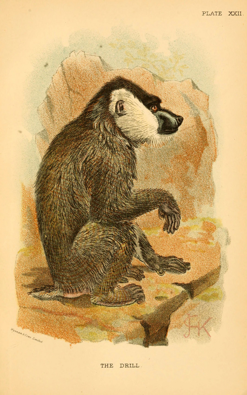 A hand-book to the primates (Plate XXII) (6029127392).jpg