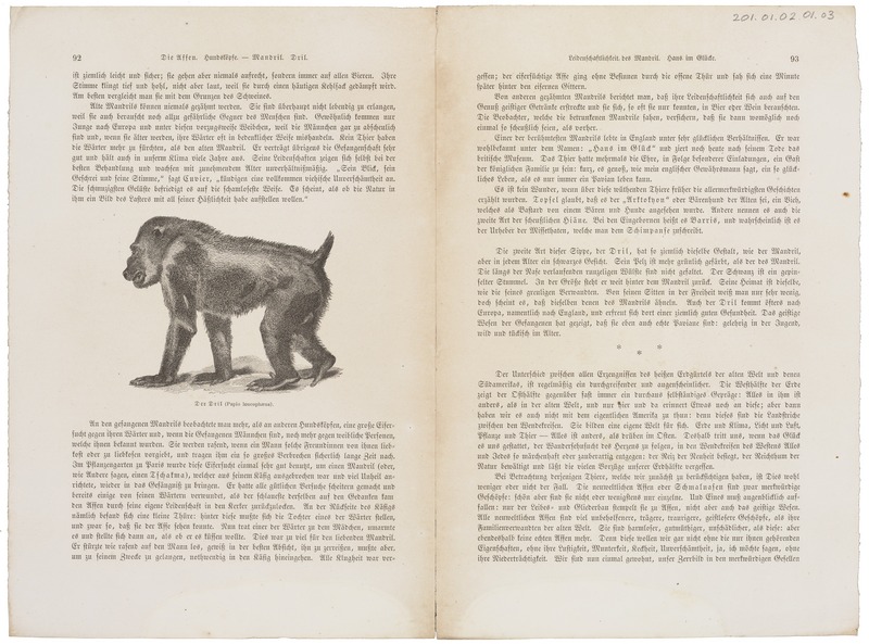 Papio leucophaeus - 1700-1880 - Print - Iconographia Zoologica - Special Collections University of Amsterdam - UBA01 IZ20100066.jpg