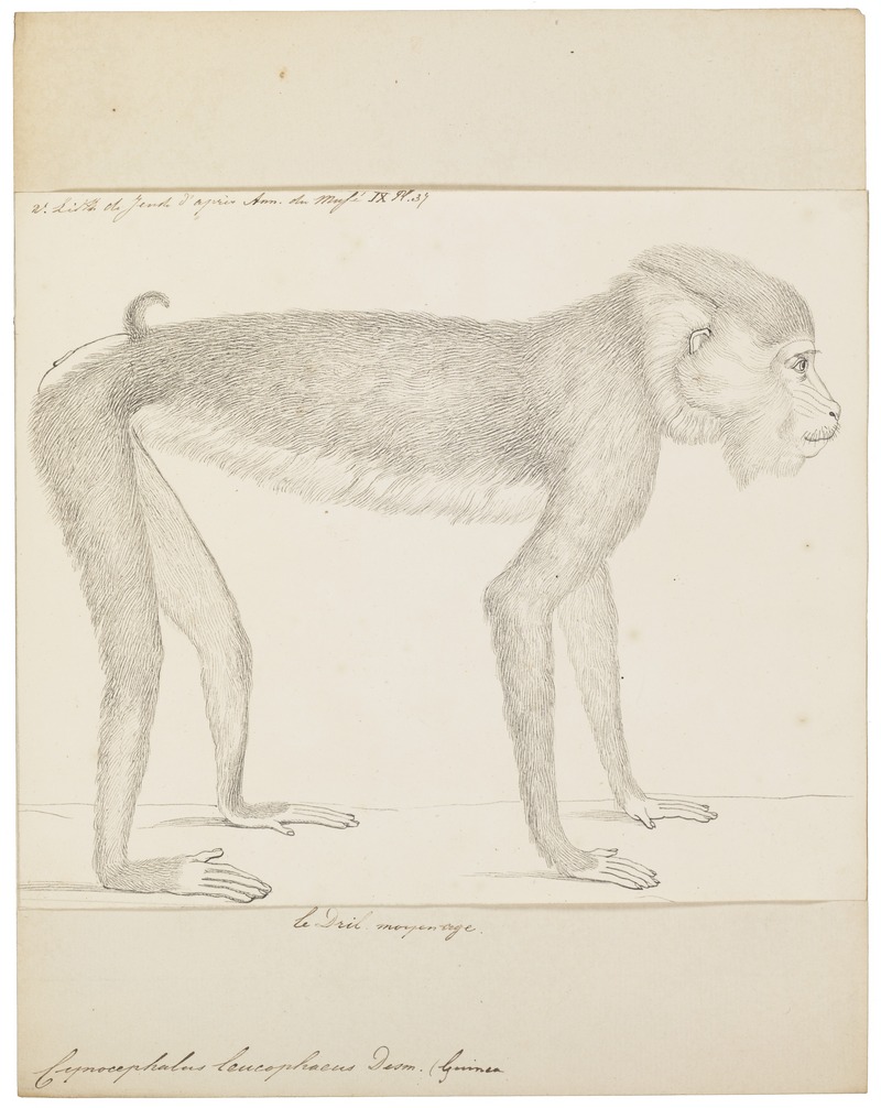 Cynocephalus leucophaeus - 1829-1867 - Print - Iconographia Zoologica - Special Collections University of Amsterdam - UBA01 IZ20100090.jpg