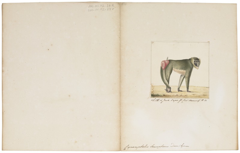 Cynocephalus leucophaeus - 1829-1867 - Print - Iconographia Zoologica - Special Collections University of Amsterdam - UBA01 IZ20100089.jpg