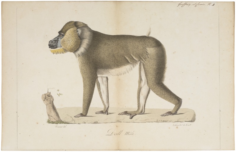 Cynocephalus leucophaeus - 1818-1842 - Print - Iconographia Zoologica - Special Collections University of Amsterdam - UBA01 IZ20100092.jpg