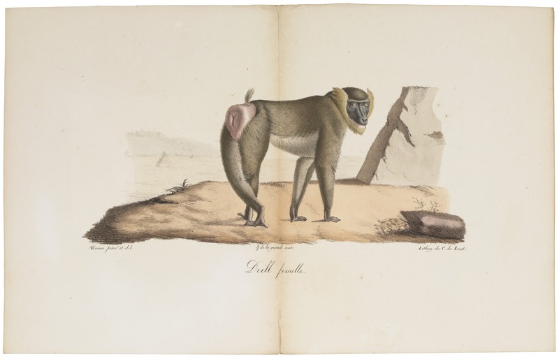 Cynocephalus leucophaeus - 1818-1842 - Print - Iconographia Zoologica - Special Collections University of Amsterdam - UBA01 IZ20100088.jpg