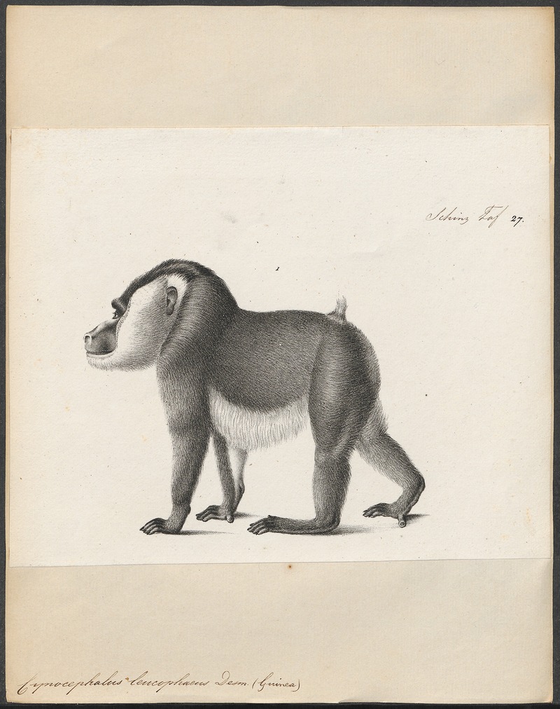 Cynocephalus leucophaeus - 1809-1845 - Print - Iconographia Zoologica - Special Collections University of Amsterdam - UBA01 IZ19800029.jpg