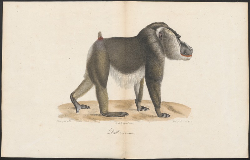 Cynocephalus leucophaeus - 1788-1863 - Print - Iconographia Zoologica - Special Collections University of Amsterdam - UBA01 IZA1000794.jpg