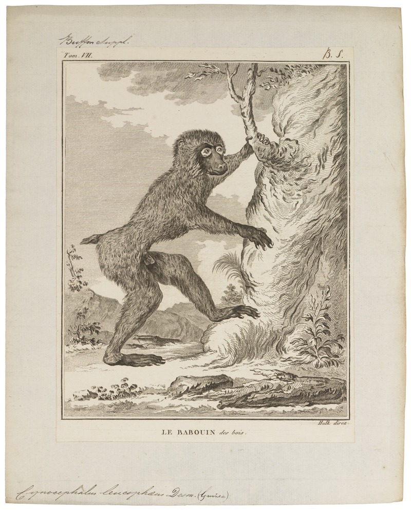 Cynocephalus leucophaeus - 1700-1880 - Print - Iconographia Zoologica - Special Collections University of Amsterdam - UBA01 IZ20100097.jpg