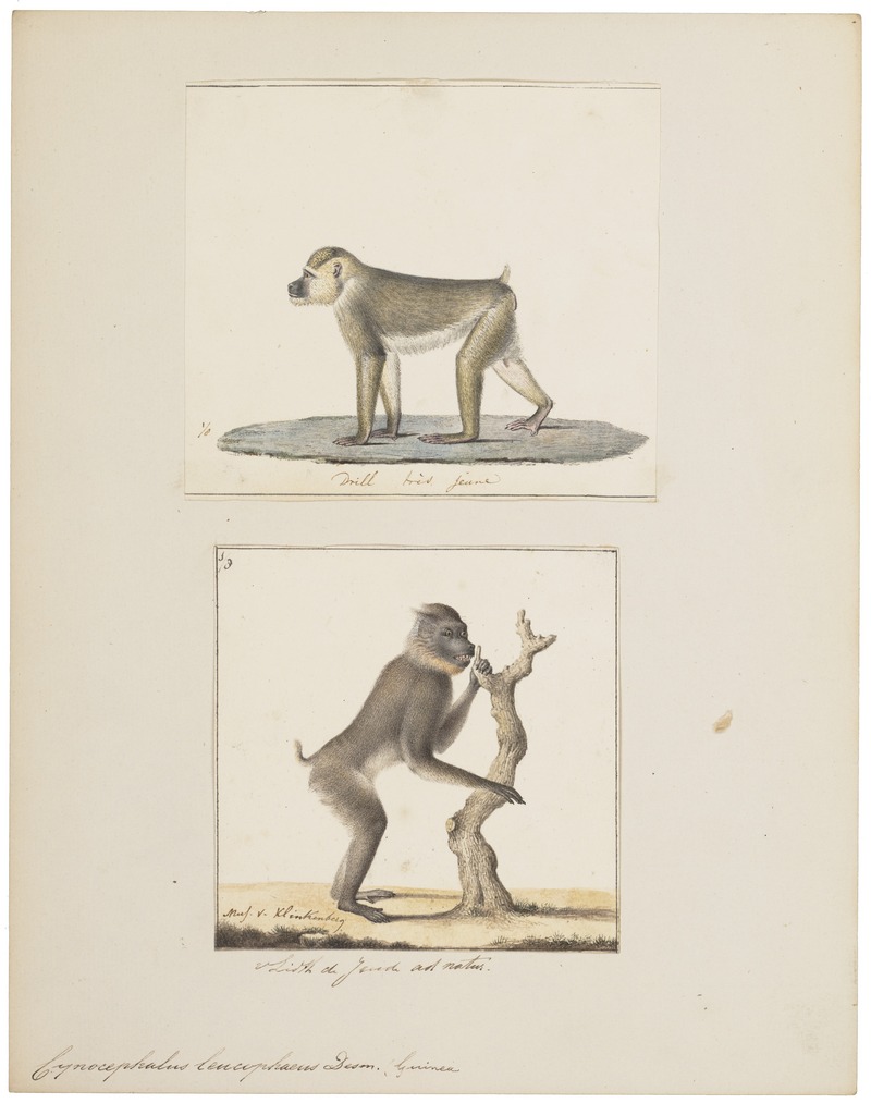 Cynocephalus leucophaeus - 1700-1880 - Print - Iconographia Zoologica - Special Collections University of Amsterdam - UBA01 IZ20100094.jpg