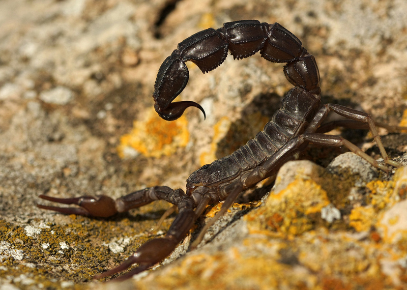 Somatar - Arabian fat-tailed scorpion (Androctonus crassicauda).jpg