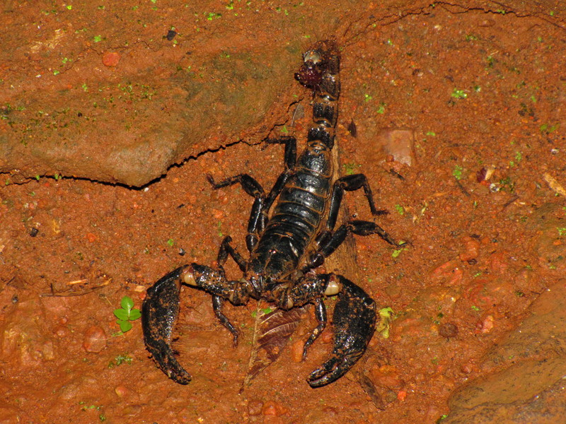 Scorpion 9611.jpg