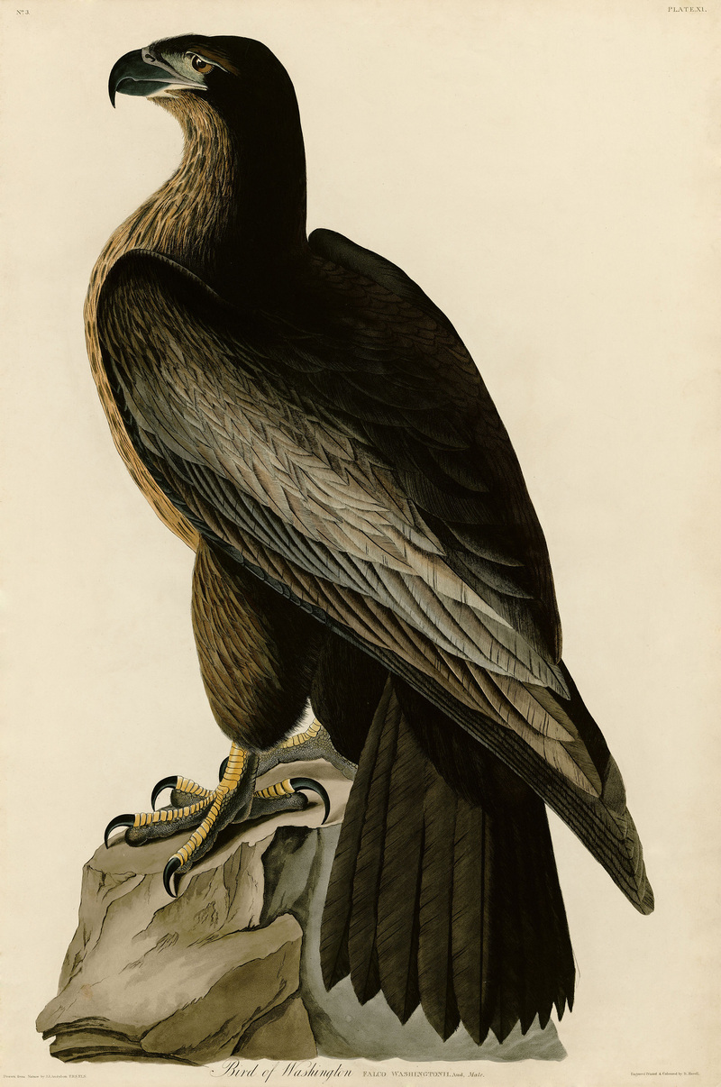 Bird of Washington (Audubon).jpg