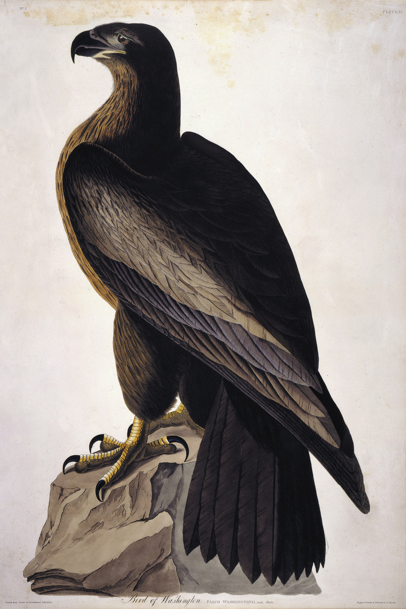 Bird of Washington (Falco Washingtonii).jpg