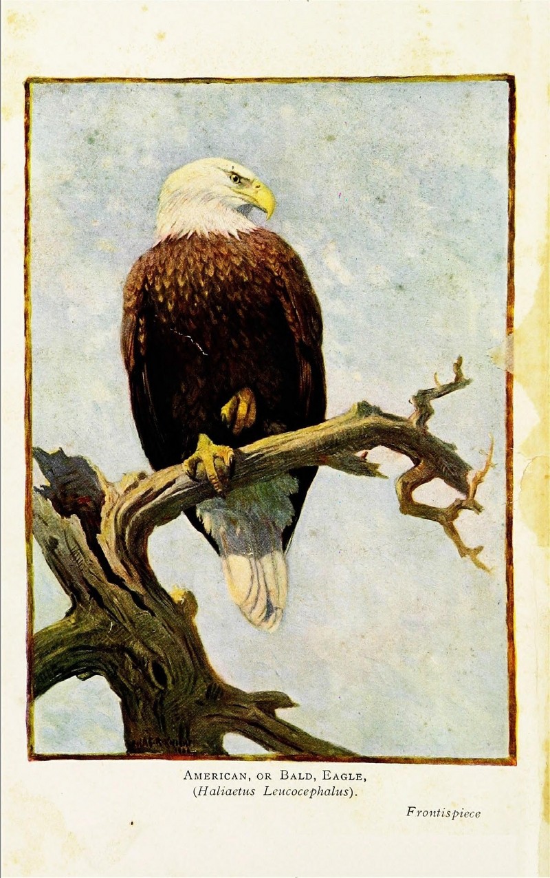 Birds of the world for young people (Frontispiece) (7971319284).jpg