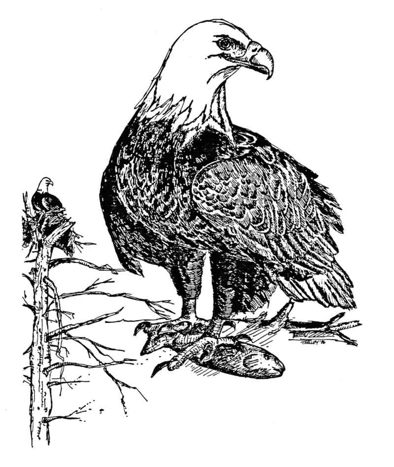 Bald eagle hand drawing haliaeetus leucocephalus.jpg