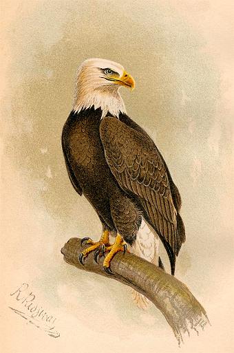 Bald Eagle by Dr. Robert Ridgway.jpg
