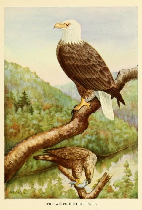 The American natural history - a foundation of useful knowledge of the higher animals of North America (1914) (14803927943).jpg