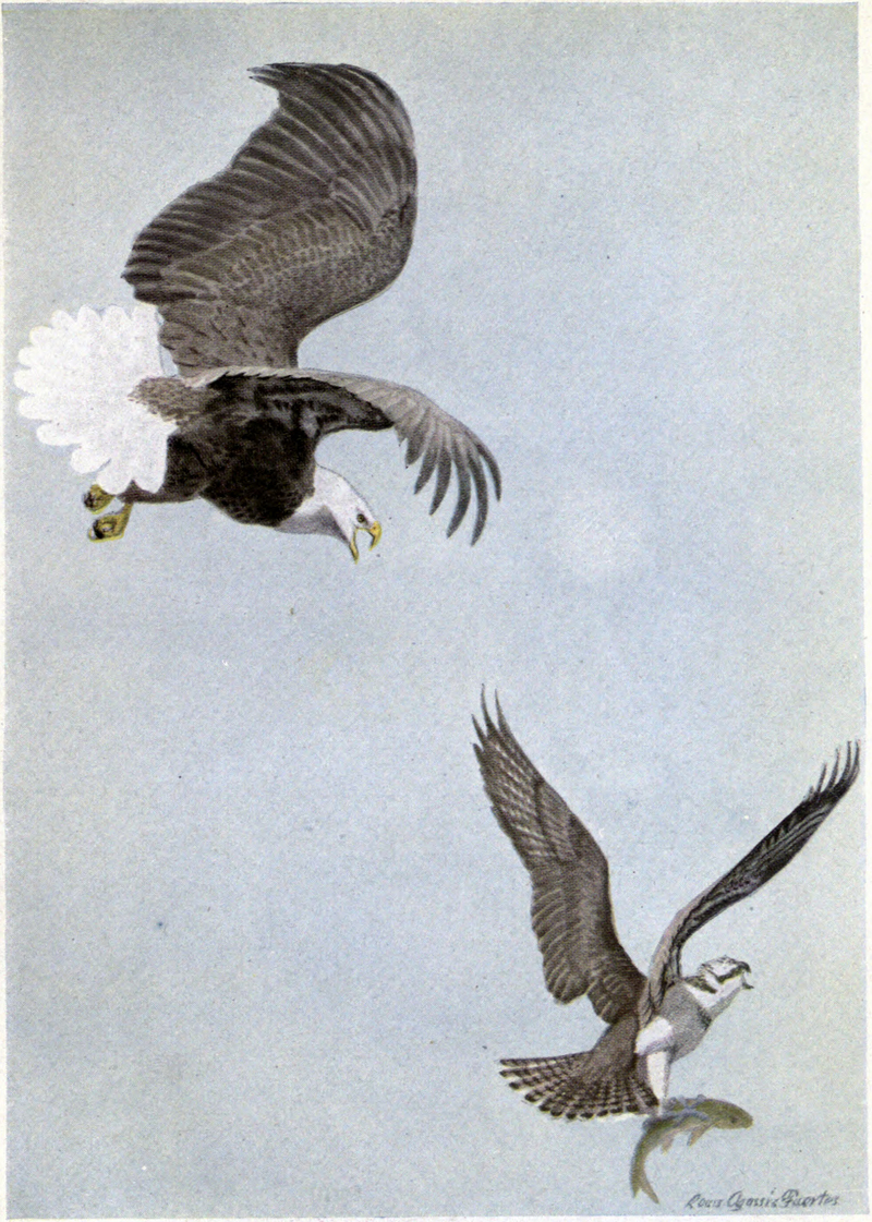 King Eagle, Plunger the Osprey.jpg