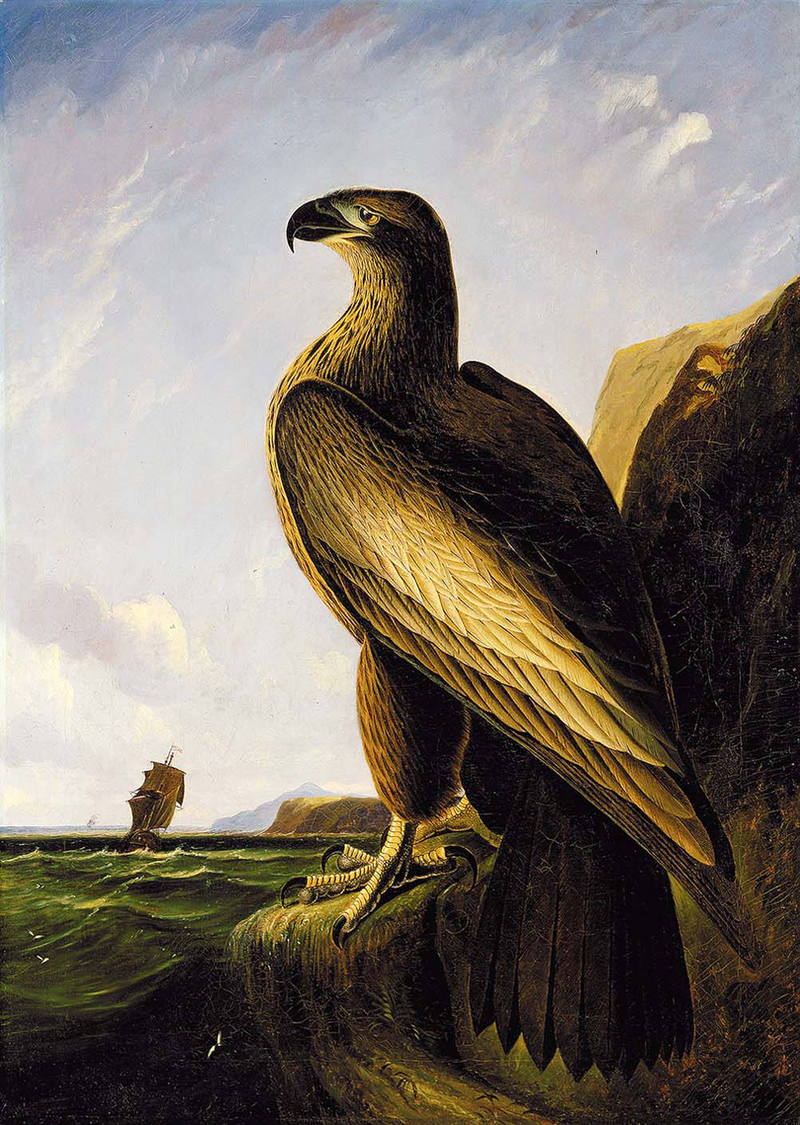 John James Audubon - Washington Sea Eagle.jpg
