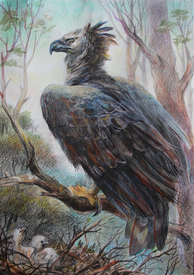 The American harpy eagle - Kazartseva Ekaterina Nikolaevna.jpg