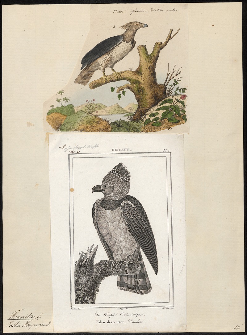 Thrasaëtus harpyia - 1700-1880 - Print - Iconographia Zoologica - Special Collections University of Amsterdam - UBA01 IZ18100293.jpg