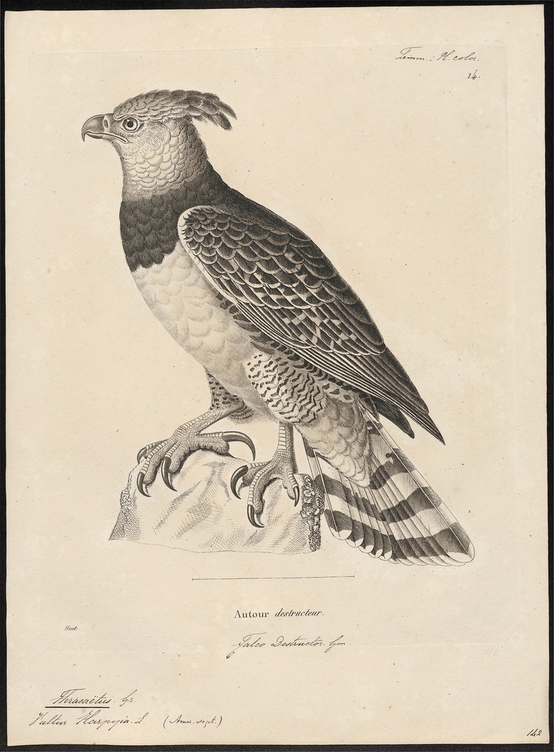Thrasaëtus harpyia - 1700-1880 - Print - Iconographia Zoologica - Special Collections University of Amsterdam - UBA01 IZ18100291.jpg