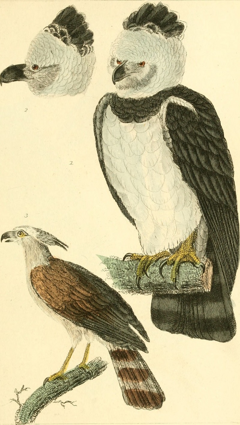 The animal kingdom, arranged according to its organization, serving as a foundation for the natural history of animals - and an introduction to comparative anatomy (1834) (18010944039).jpg