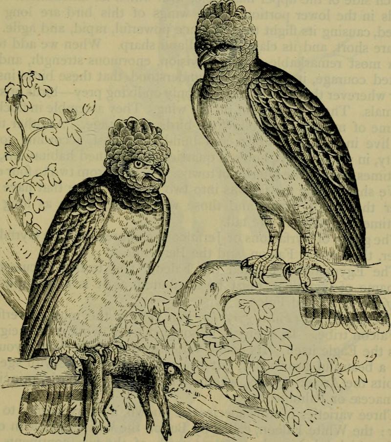 Reptiles and birds - a popular account of their various orders, with a description of the habits and economy of the most interesting (1883) (14565766720).jpg