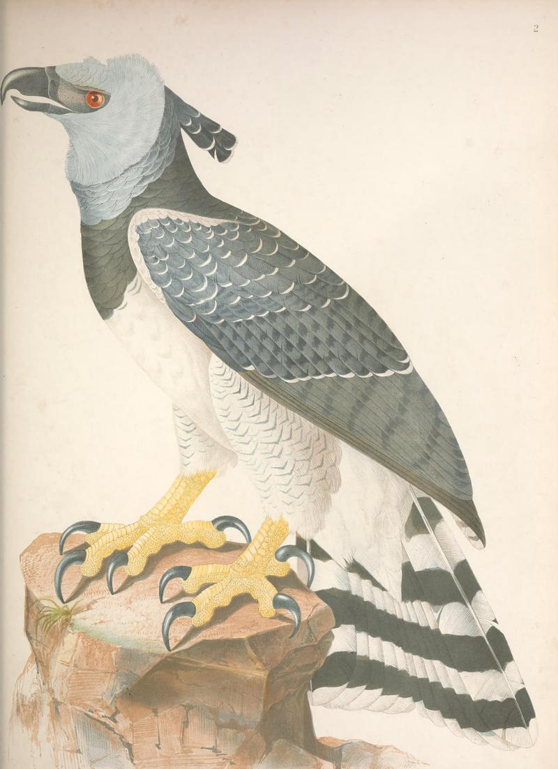Ornithologie Brésilienne, ou, Histoire des oiseaux du Brésil - remarquables par leur plumage, leur chant ou leurs habitudes (1854) (14561939099).jpg