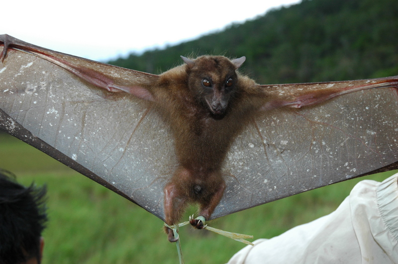 Harpyionycteris whiteheadi - harpy fruit bat (Harpyionycteris whiteheadi).jpg