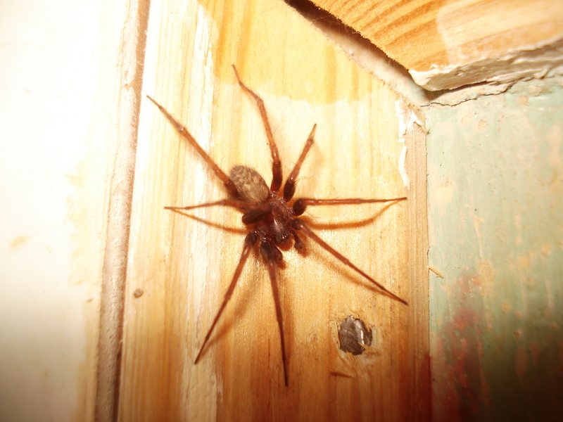 001 Tegenaria domestica - barn funnel weaver, domestic house spider (Tegenaria domestica).JPG