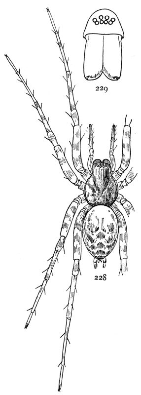 Common Spiders U.S. 228-9.png