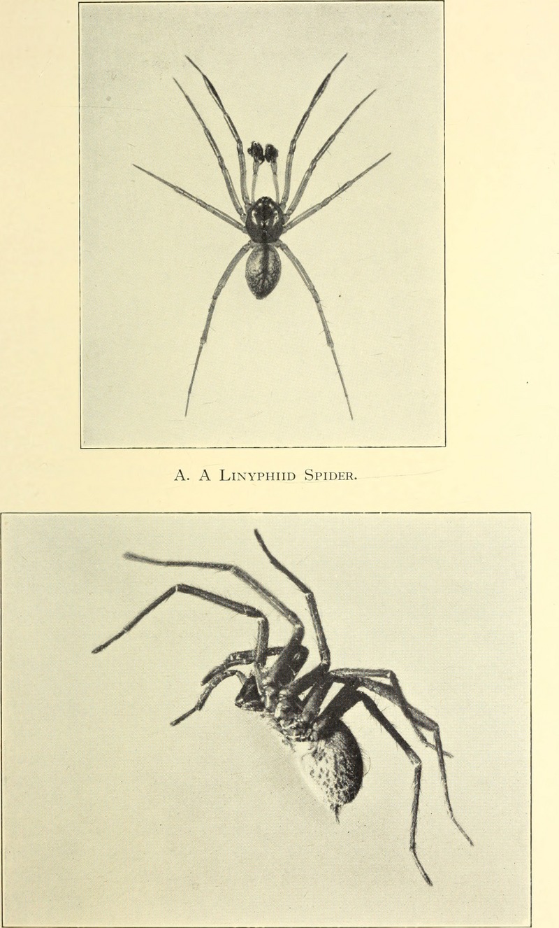 The biology of spiders (1928) (20374295412).jpg