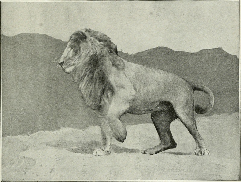 Big game hunting in Africa and other lands; the appearance, habits, traits of character and every detail of wild animal life (1910) (20183311389).jpg