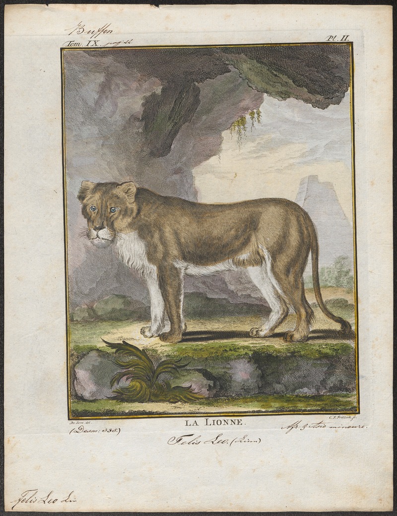 Felis leo - 1700-1880 - Print - Iconographia Zoologica - Special Collections University of Amsterdam - UBA01 IZ22100005.jpg