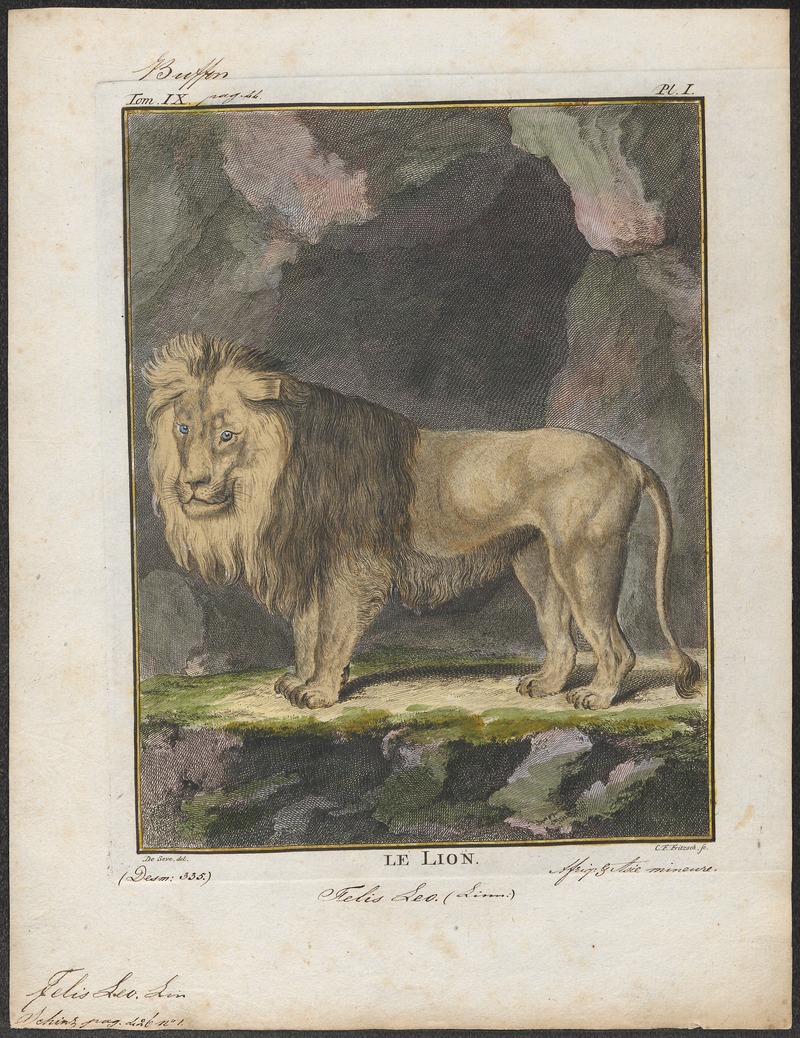 Felis leo - 1700-1880 - Print - Iconographia Zoologica - Special Collections University of Amsterdam - UBA01 IZ22100015.jpg