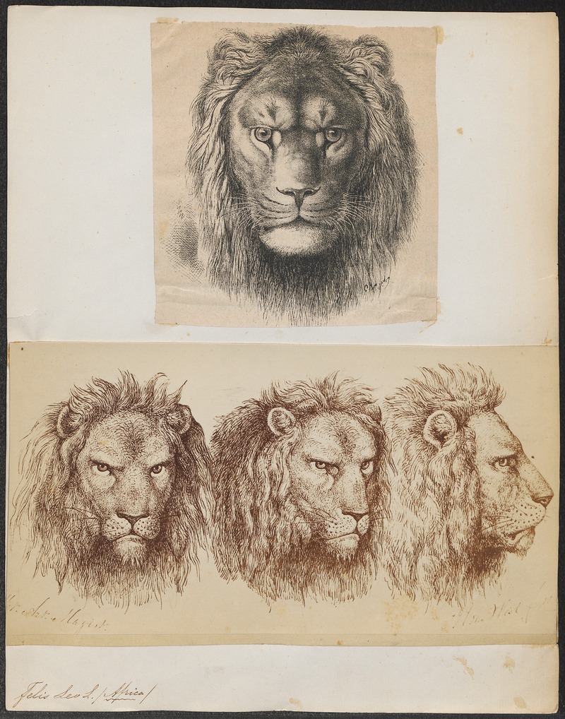 Felis leo - 1700-1880 - Print - Iconographia Zoologica - Special Collections University of Amsterdam - UBA01 IZ22100021.jpg
