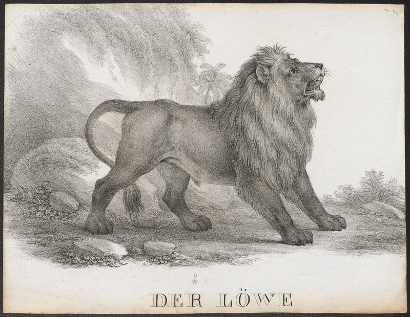 Felis leo - 1700-1880 - Print - Iconographia Zoologica - Special Collections University of Amsterdam - UBA01 IZ22100027.jpg