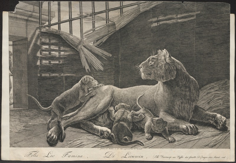 Felis leo - 1700-1880 - Print - Iconographia Zoologica - Special Collections University of Amsterdam - UBA01 IZ22100031.jpg