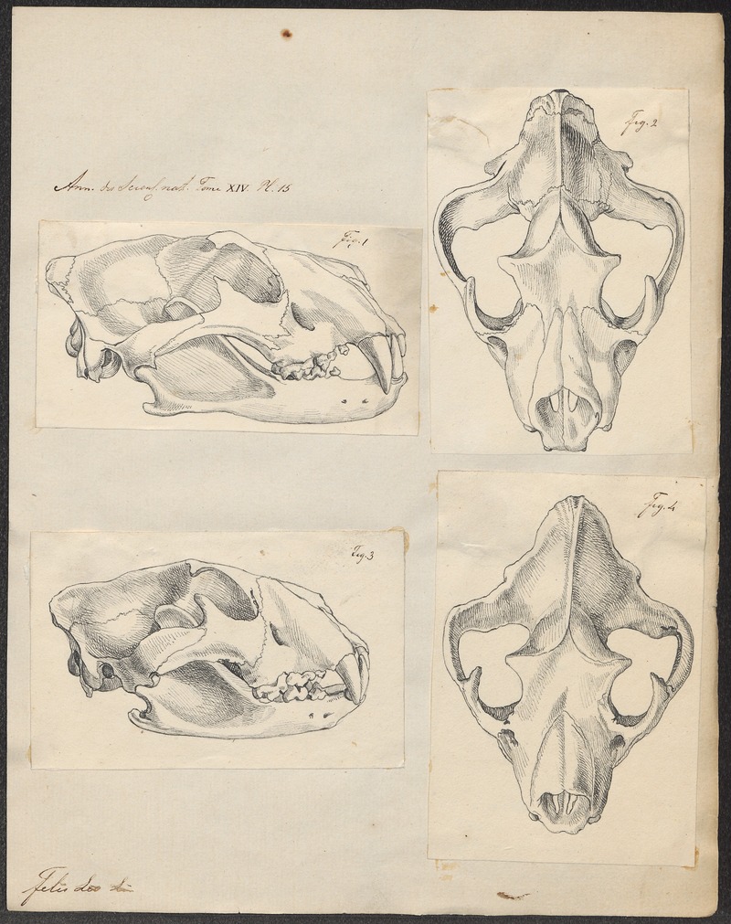 Felis leo - 1700-1880 - Print - Iconographia Zoologica - Special Collections University of Amsterdam - UBA01 IZ22100043.jpg