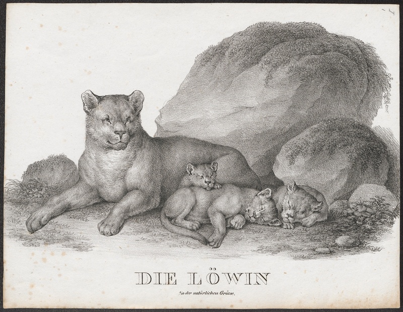 Felis leo - 1700-1880 - Print - Iconographia Zoologica - Special Collections University of Amsterdam - UBA01 IZ22100045.jpg